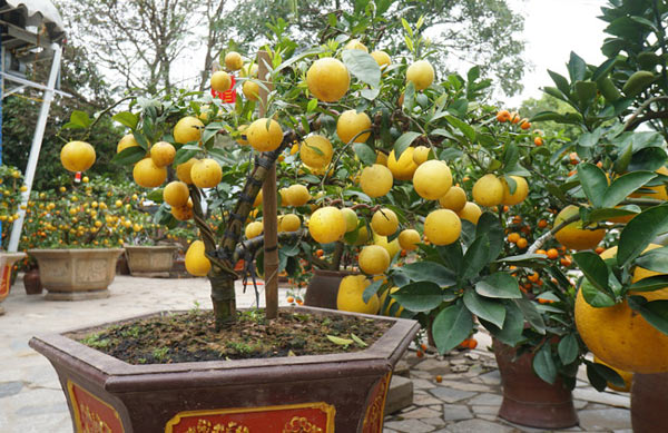 Chanh vàng bonsai phú quý độc lạ thế nào mà gây sốt ở Thủ đô?